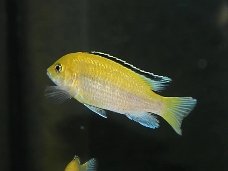 Labidochromis caeruleus 'Lion's Cove'